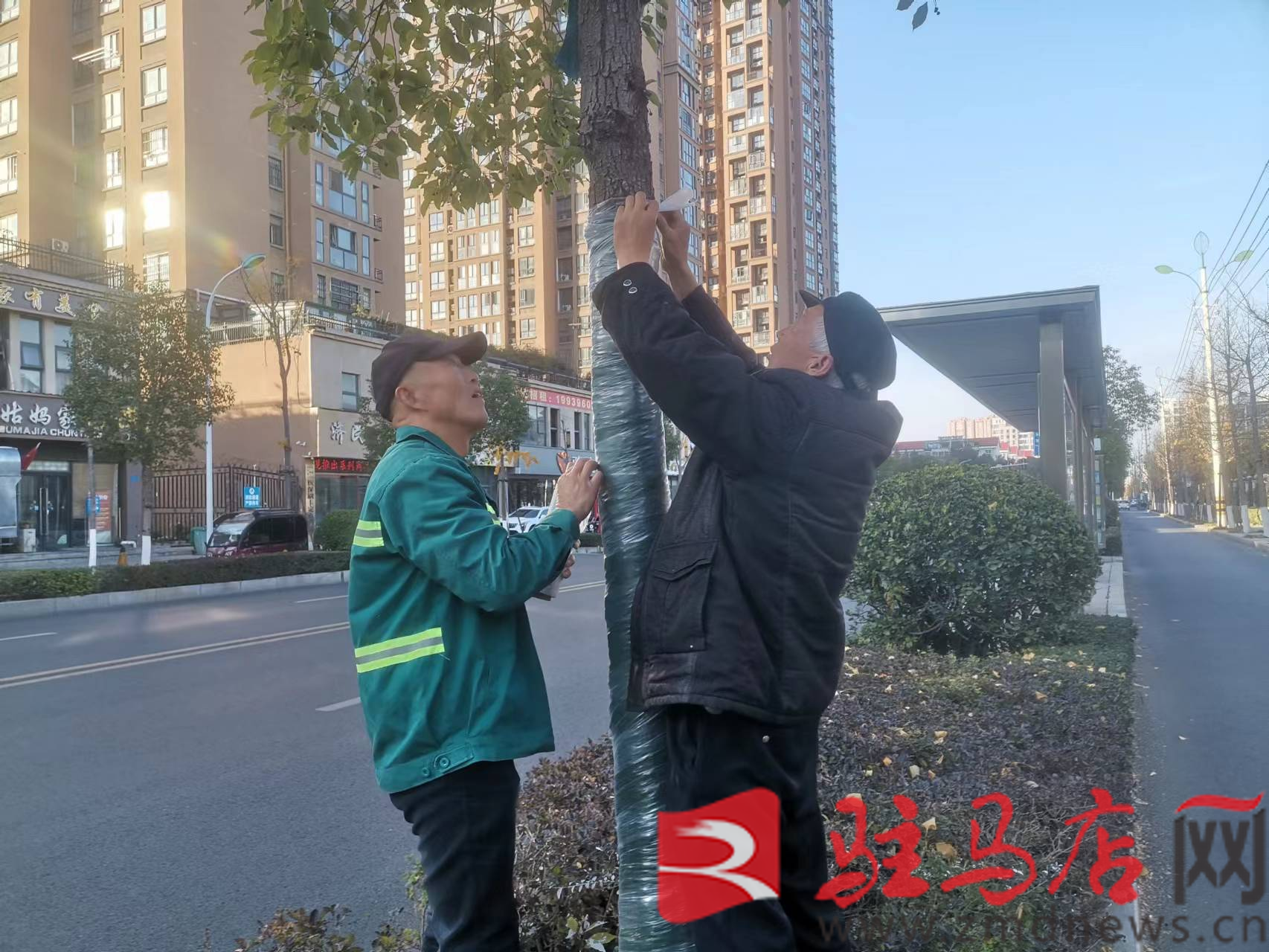 市园林绿完美体育官网化中央加紧绿化养护处理 确保树木安闲过冬(图1)